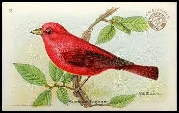 2 Summer Tanager